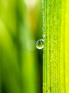 Early morning water droplet