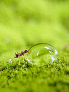 Ant drinking water